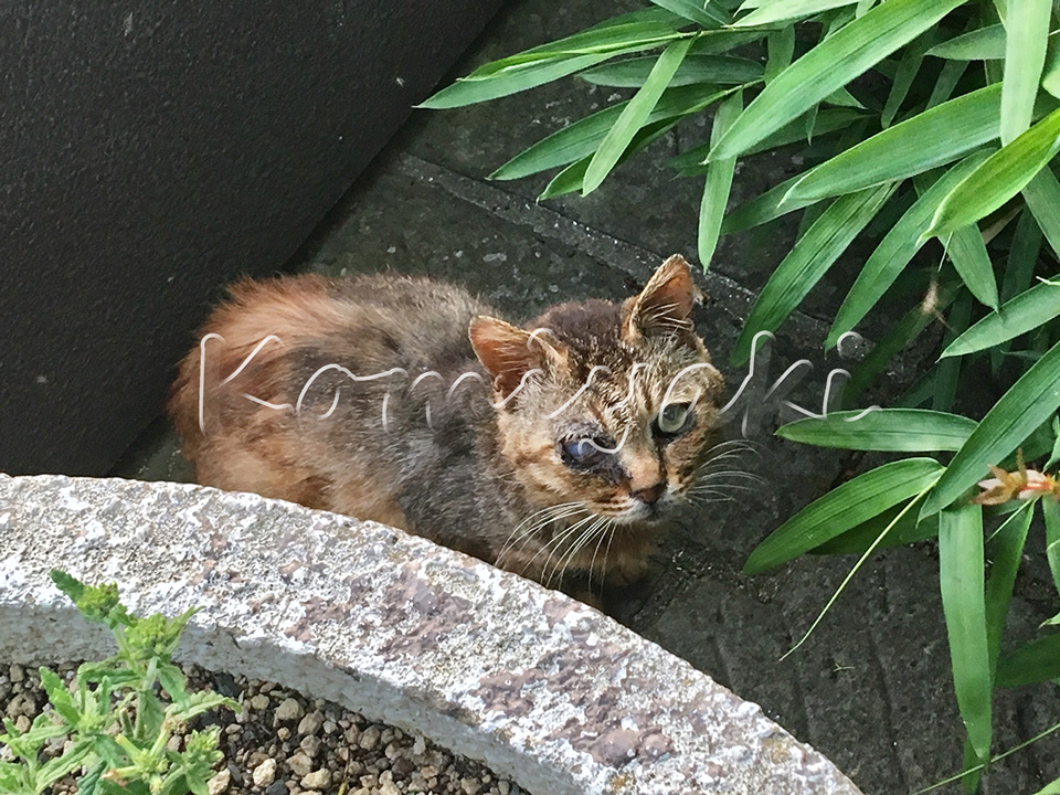 猫の国・長崎 鋭い瞳／2020年