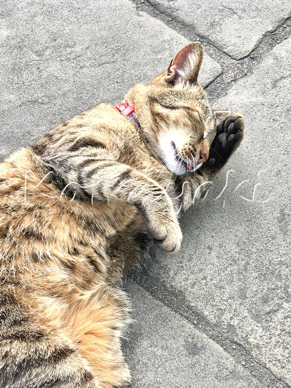 猫の国・長崎 洗顔／2020年